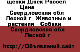 щенки Джек Рассел › Цена ­ 35 000 - Свердловская обл., Лесной г. Животные и растения » Собаки   . Свердловская обл.,Лесной г.